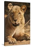 Lioness (Panthera Leo)-Michele Westmorland-Stretched Canvas