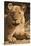Lioness (Panthera Leo)-Michele Westmorland-Stretched Canvas