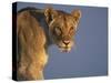 Lioness Portrait, Etosha National Park, Namibia-Tony Heald-Stretched Canvas