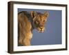 Lioness Portrait, Etosha National Park, Namibia-Tony Heald-Framed Photographic Print