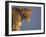 Lioness Portrait, Etosha National Park, Namibia-Tony Heald-Framed Photographic Print