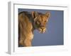 Lioness Portrait, Etosha National Park, Namibia-Tony Heald-Framed Photographic Print