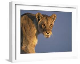 Lioness Portrait, Etosha National Park, Namibia-Tony Heald-Framed Photographic Print