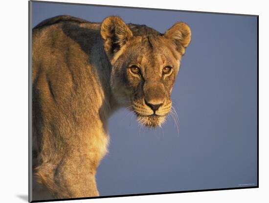 Lioness Portrait, Etosha National Park, Namibia-Tony Heald-Mounted Photographic Print