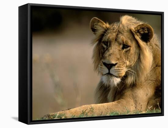 Lioness, Rare Maned Female, Okavango Delta, Botswana-Pete Oxford-Framed Stretched Canvas