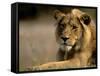 Lioness, Rare Maned Female, Okavango Delta, Botswana-Pete Oxford-Framed Stretched Canvas