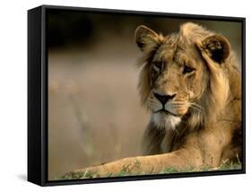 Lioness, Rare Maned Female, Okavango Delta, Botswana-Pete Oxford-Framed Stretched Canvas