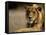 Lioness, Rare Maned Female, Okavango Delta, Botswana-Pete Oxford-Framed Stretched Canvas