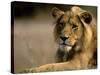 Lioness, Rare Maned Female, Okavango Delta, Botswana-Pete Oxford-Stretched Canvas