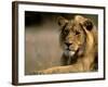 Lioness, Rare Maned Female, Okavango Delta, Botswana-Pete Oxford-Framed Photographic Print