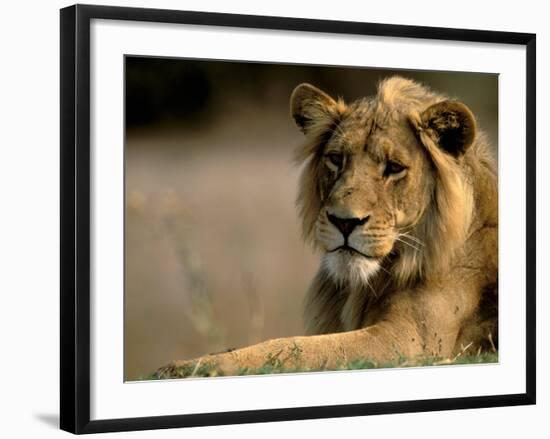 Lioness, Rare Maned Female, Okavango Delta, Botswana-Pete Oxford-Framed Photographic Print