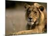 Lioness, Rare Maned Female, Okavango Delta, Botswana-Pete Oxford-Mounted Photographic Print