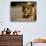 Lioness, Rare Maned Female, Okavango Delta, Botswana-Pete Oxford-Photographic Print displayed on a wall