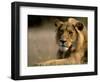 Lioness, Rare Maned Female, Okavango Delta, Botswana-Pete Oxford-Framed Photographic Print