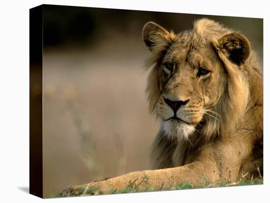 Lioness, Rare Maned Female, Okavango Delta, Botswana-Pete Oxford-Stretched Canvas