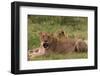 Lioness Resting in the Grass-Circumnavigation-Framed Photographic Print
