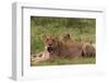 Lioness Resting in the Grass-Circumnavigation-Framed Photographic Print