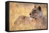 Lioness Resting on Savanna-Paul Souders-Framed Stretched Canvas