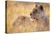 Lioness Resting on Savanna-Paul Souders-Stretched Canvas
