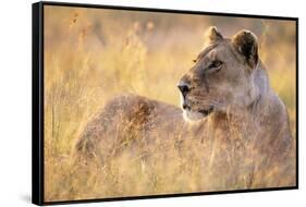 Lioness Resting on Savanna-Paul Souders-Framed Stretched Canvas