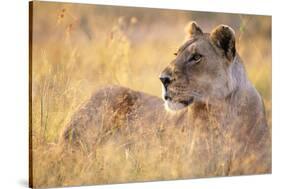 Lioness Resting on Savanna-Paul Souders-Stretched Canvas