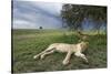 Lioness Resting on Savanna-null-Stretched Canvas