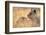 Lioness Resting on Savanna-Paul Souders-Framed Photographic Print