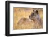 Lioness Resting on Savanna-Paul Souders-Framed Photographic Print