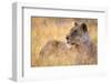 Lioness Resting on Savanna-Paul Souders-Framed Photographic Print