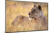 Lioness Resting on Savanna-Paul Souders-Mounted Photographic Print