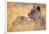 Lioness Resting on Savanna-Paul Souders-Framed Photographic Print