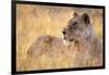 Lioness Resting on Savanna-Paul Souders-Framed Photographic Print