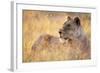 Lioness Resting on Savanna-Paul Souders-Framed Photographic Print