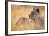 Lioness Resting on Savanna-Paul Souders-Framed Photographic Print