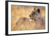 Lioness Resting on Savanna-Paul Souders-Framed Photographic Print