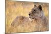Lioness Resting on Savanna-Paul Souders-Mounted Photographic Print