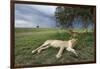 Lioness Resting on Savanna-null-Framed Photographic Print