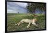 Lioness Resting on Savanna-null-Framed Photographic Print