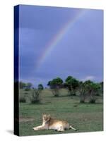 Lioness Resting Under Rainbow, Masai Mara Game Reserve, Kenya-Paul Souders-Stretched Canvas