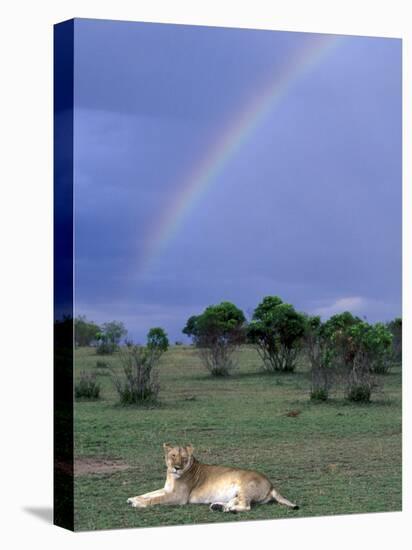 Lioness Resting Under Rainbow, Masai Mara Game Reserve, Kenya-Paul Souders-Stretched Canvas