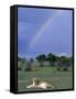 Lioness Resting Under Rainbow, Masai Mara Game Reserve, Kenya-Paul Souders-Framed Stretched Canvas