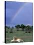 Lioness Resting Under Rainbow, Masai Mara Game Reserve, Kenya-Paul Souders-Stretched Canvas