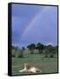 Lioness Resting Under Rainbow, Masai Mara Game Reserve, Kenya-Paul Souders-Framed Stretched Canvas