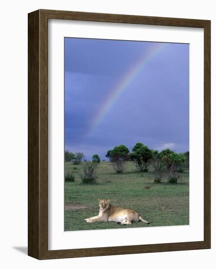Lioness Resting Under Rainbow, Masai Mara Game Reserve, Kenya-Paul Souders-Framed Photographic Print