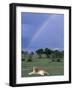 Lioness Resting Under Rainbow, Masai Mara Game Reserve, Kenya-Paul Souders-Framed Photographic Print