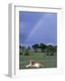 Lioness Resting Under Rainbow, Masai Mara Game Reserve, Kenya-Paul Souders-Framed Photographic Print