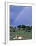 Lioness Resting Under Rainbow, Masai Mara Game Reserve, Kenya-Paul Souders-Framed Photographic Print