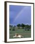 Lioness Resting Under Rainbow, Masai Mara Game Reserve, Kenya-Paul Souders-Framed Photographic Print