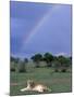 Lioness Resting Under Rainbow, Masai Mara Game Reserve, Kenya-Paul Souders-Mounted Photographic Print