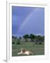 Lioness Resting Under Rainbow, Masai Mara Game Reserve, Kenya-Paul Souders-Framed Photographic Print